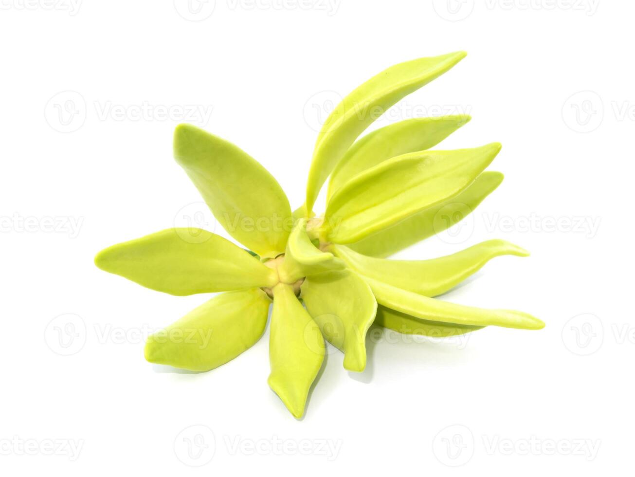 fragrant flowers of climbing ylang-ylang on white background. photo