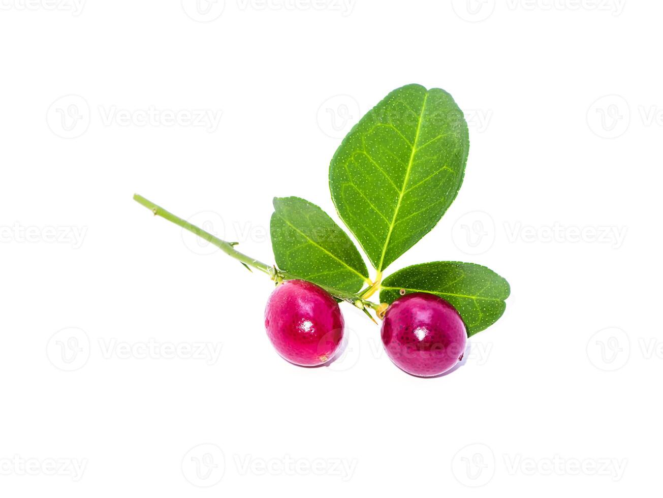 Close up of Lime Berry photo