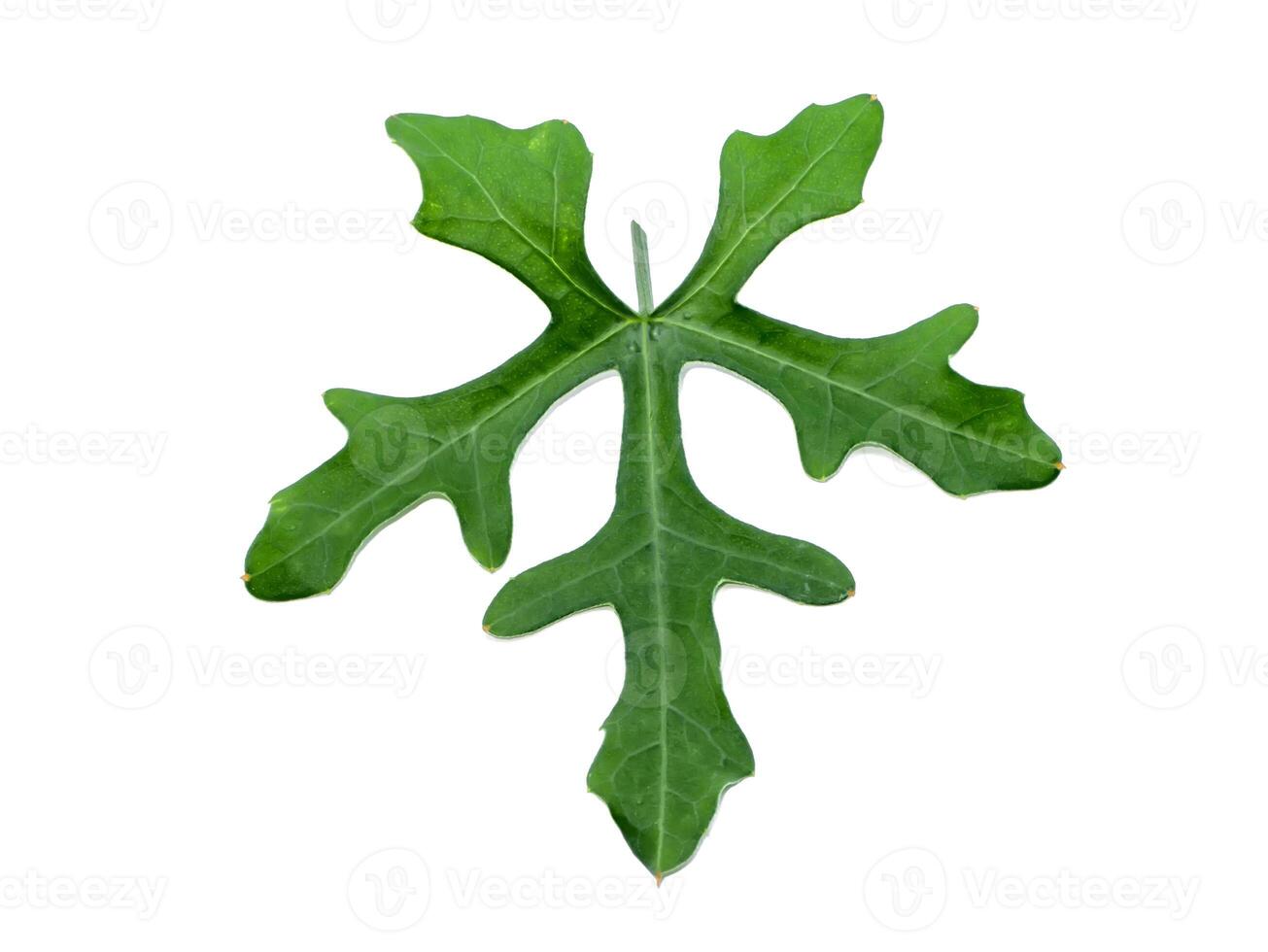 Close up Green ivy leaf on white background with soft shadow. photo