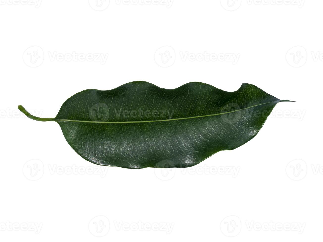 Spanish Cherry, Tanjong tree or Bullet wood photo