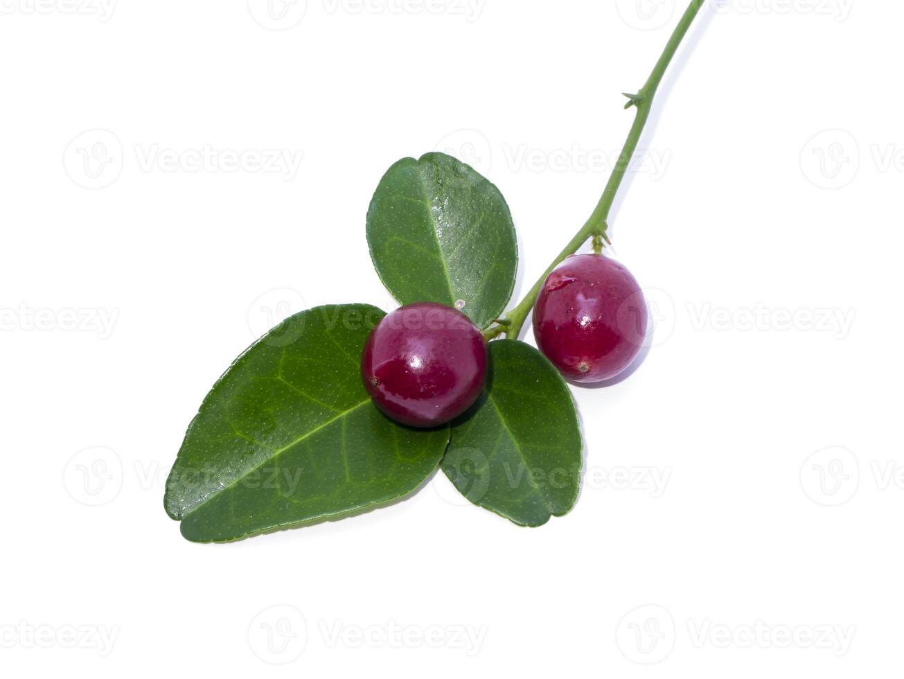 Close up of Lime Berry photo