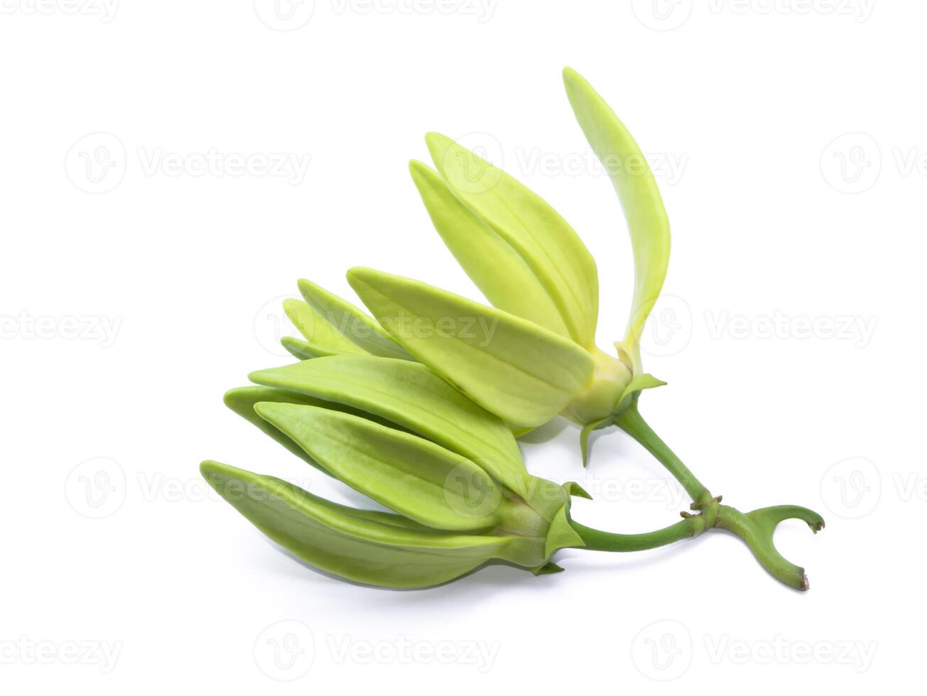 fragrant flowers of climbing ylang-ylang on white background. photo