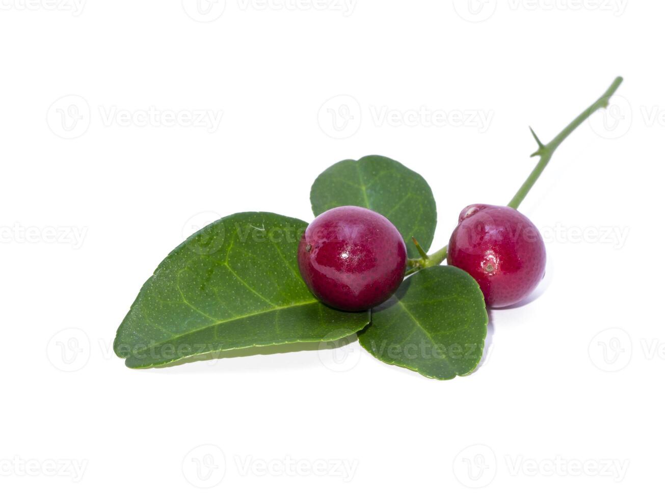 Close up of Lime Berry photo