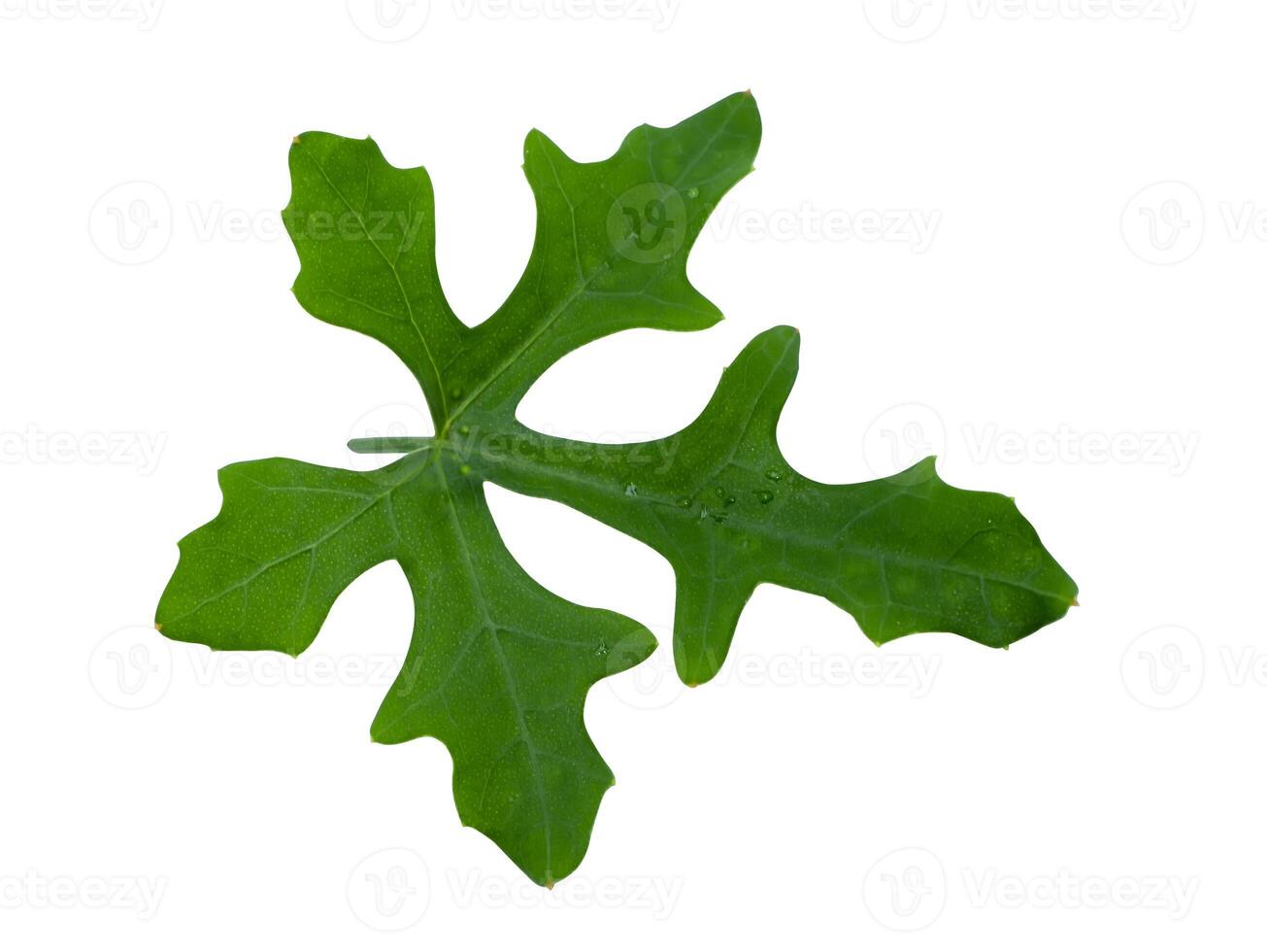 Close up Green ivy leaf on white background photo