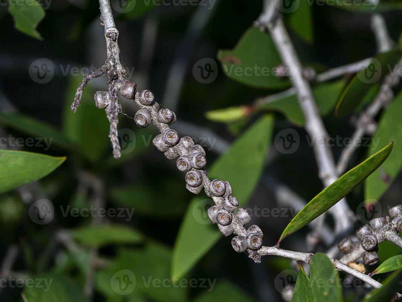 Close up of Melaleuca quinquenervia seeds. photo