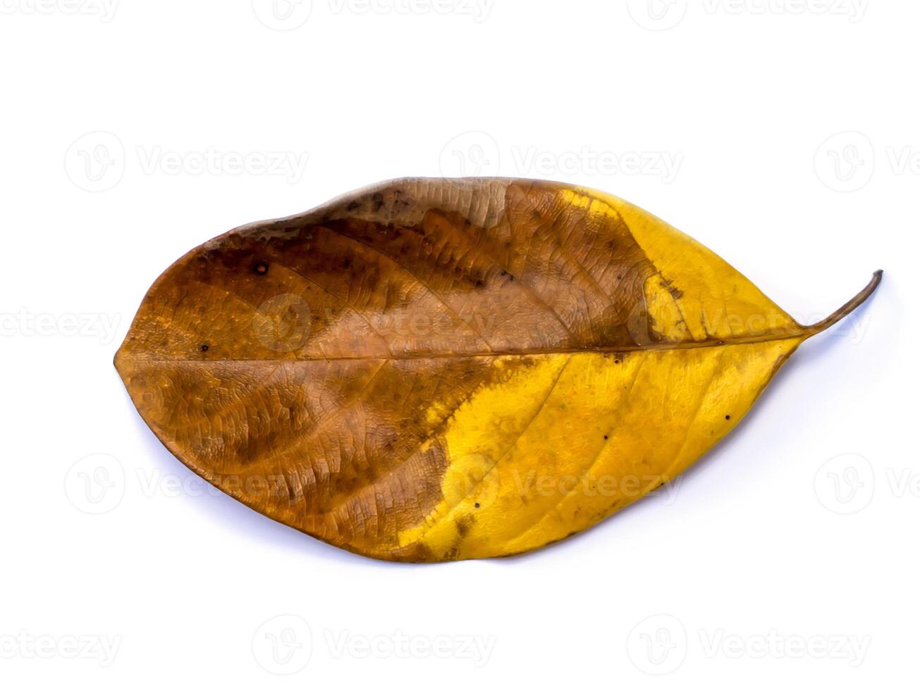 Close up Jackfruit leaves change color on white background photo
