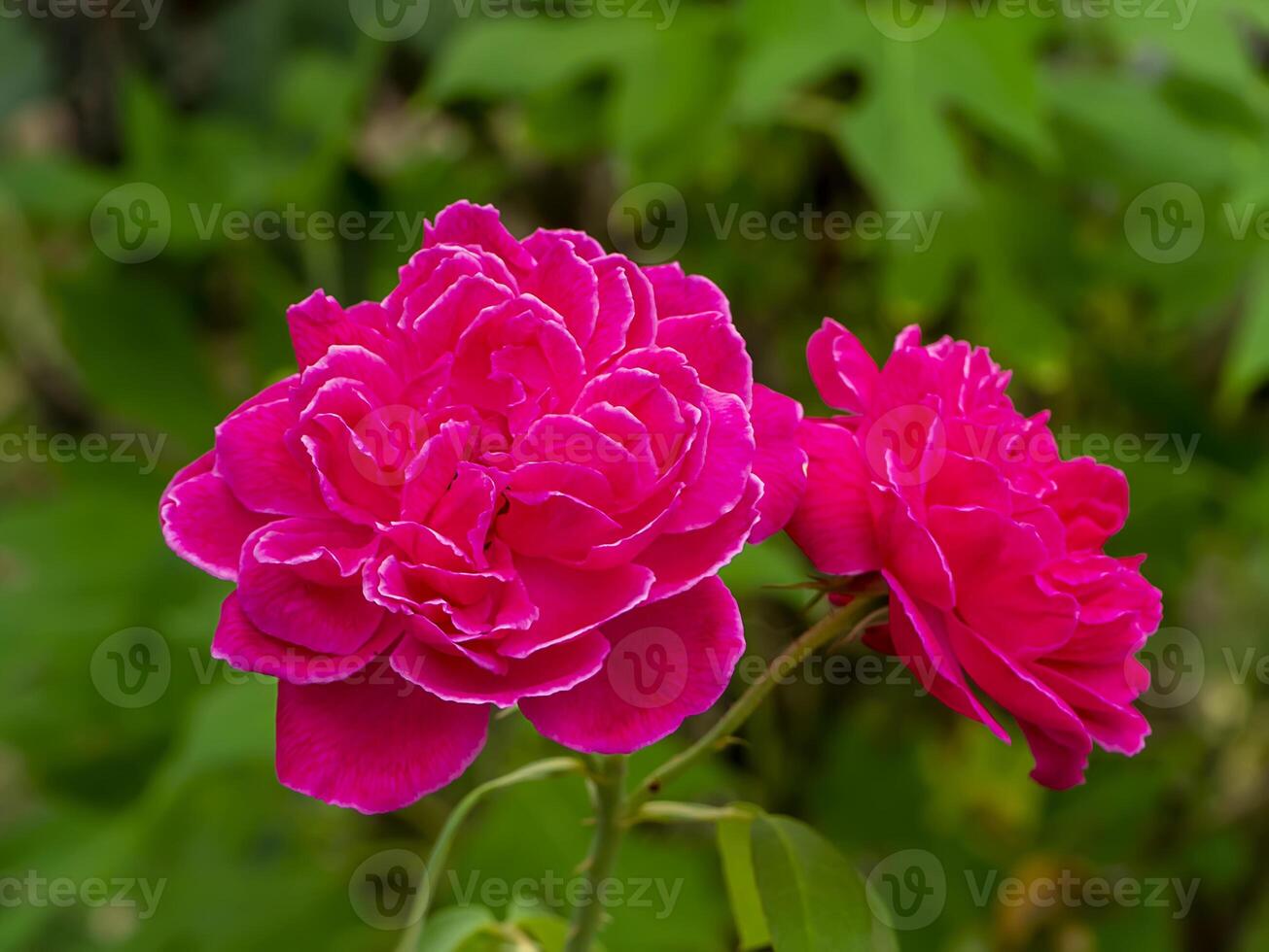 Pink of Damask Rose flower photo