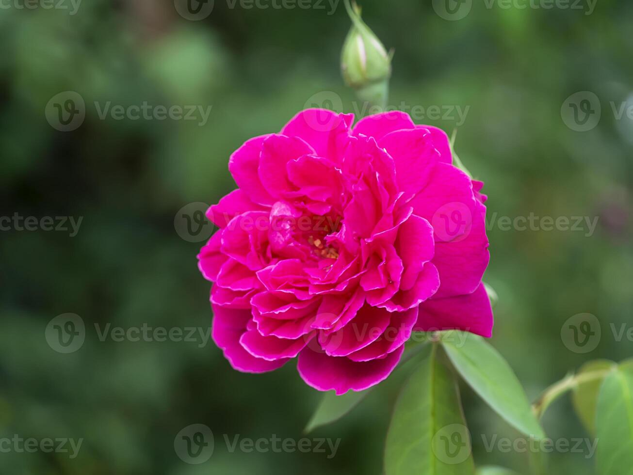 Pink of Damask Rose flower photo