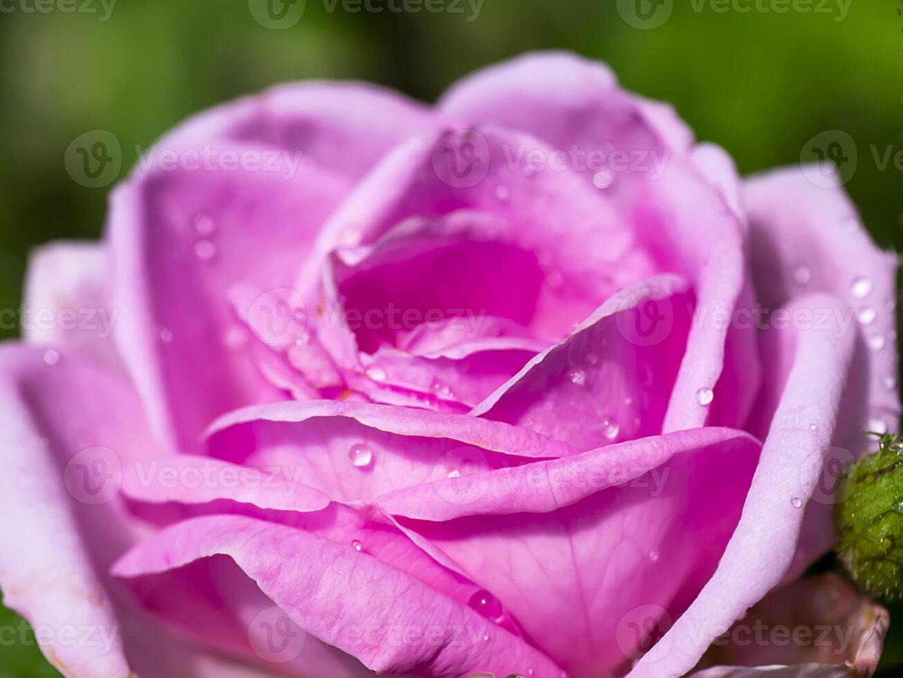 Close up Pink Rose flower photo