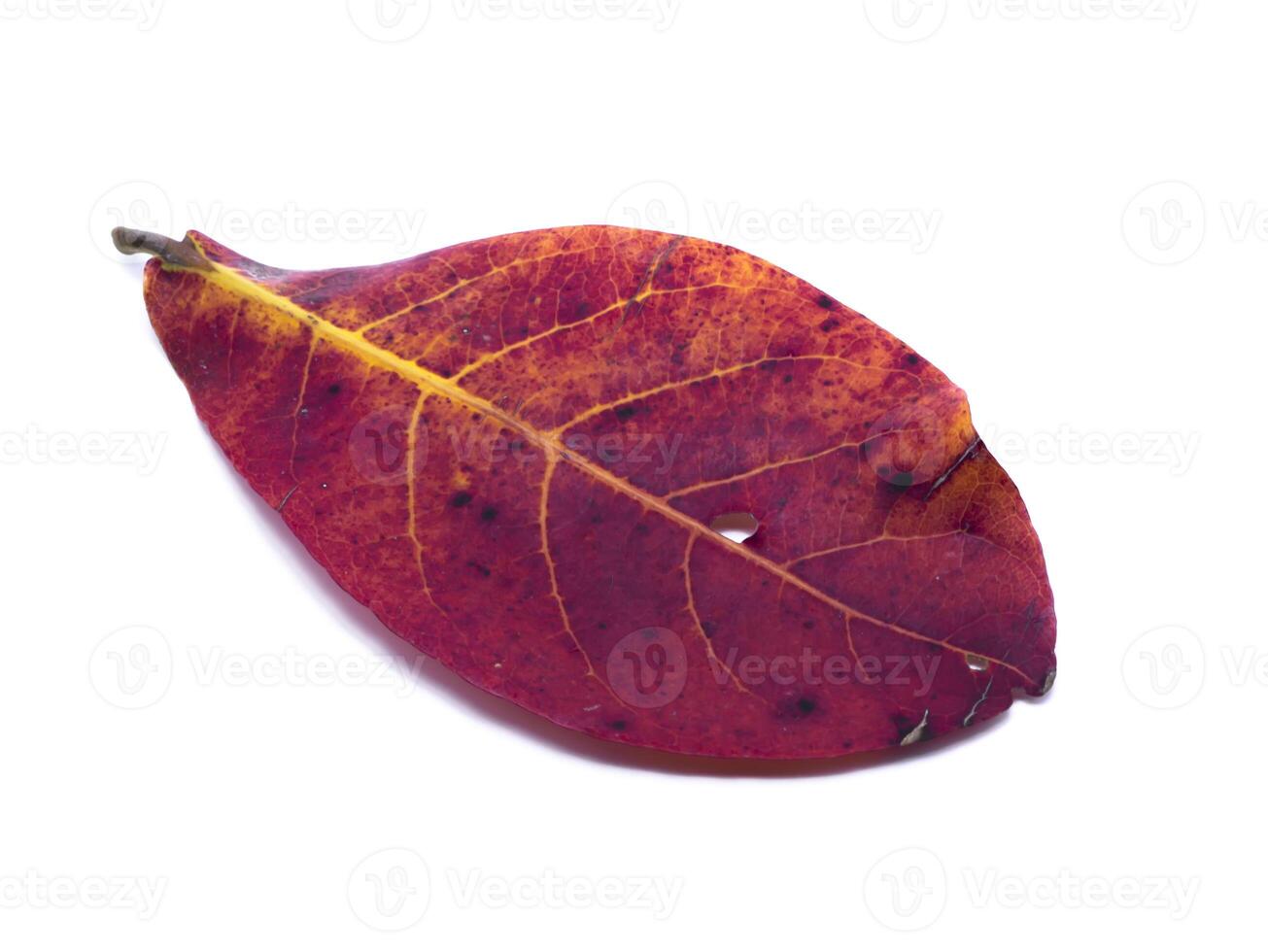 Tropical almond leaf in the autumn and are change color on white background. photo