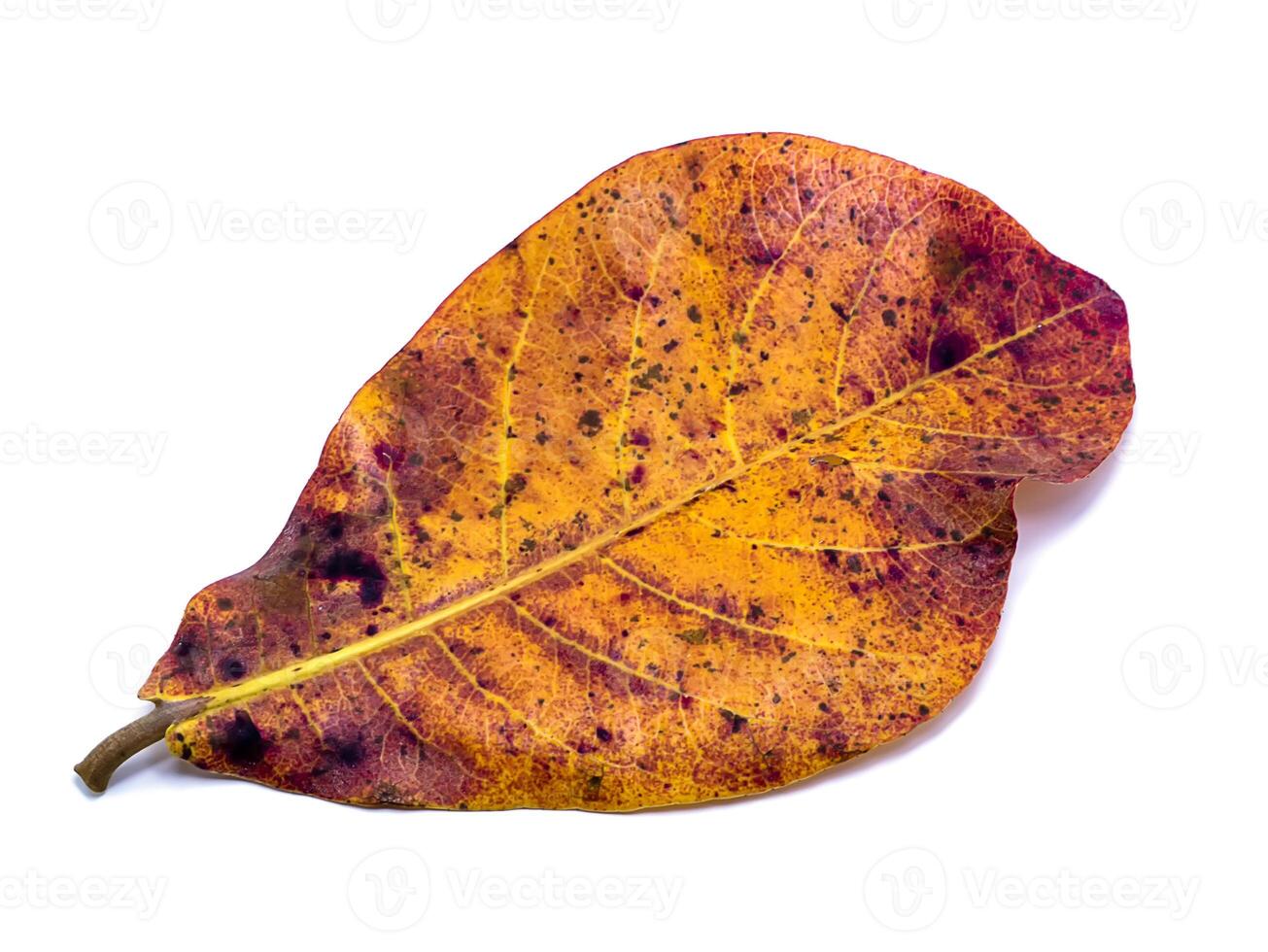 Tropical almond leaf in the autumn and are change color on white background. photo