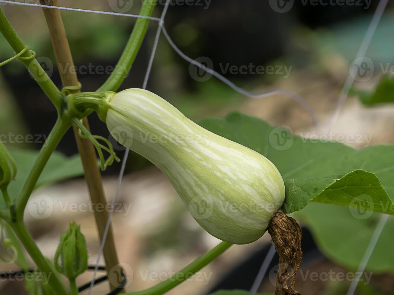 Close up of Butternut Squash or Butternut pumpkin photo