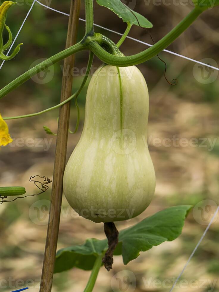 Close up of Butternut Squash or Butternut pumpkin photo