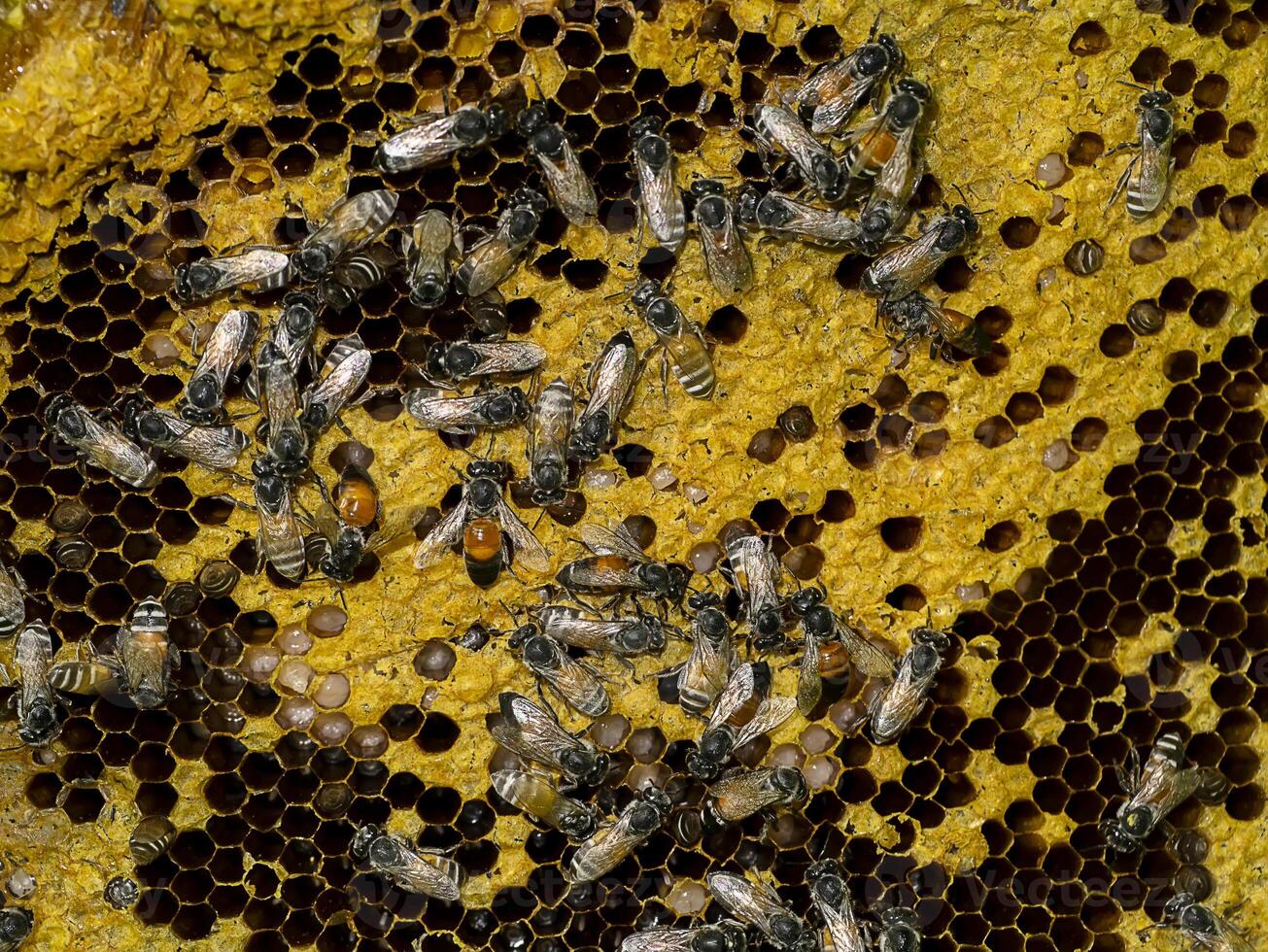 Close up Bees on honeycomb. photo