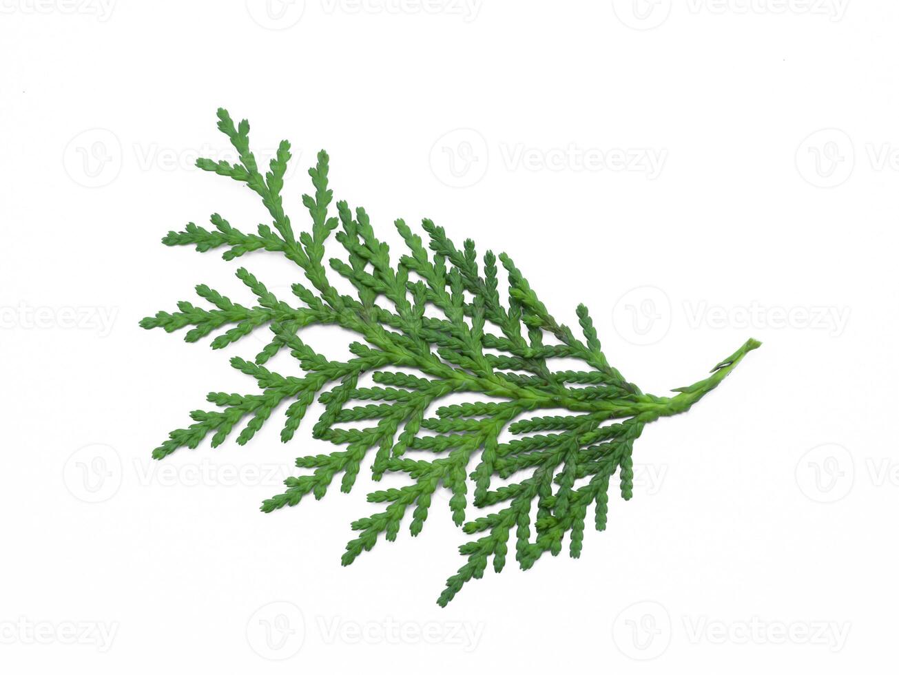 Green leaf of Chimese Arborvitae or Orientali Arborvitae tree on white background. photo