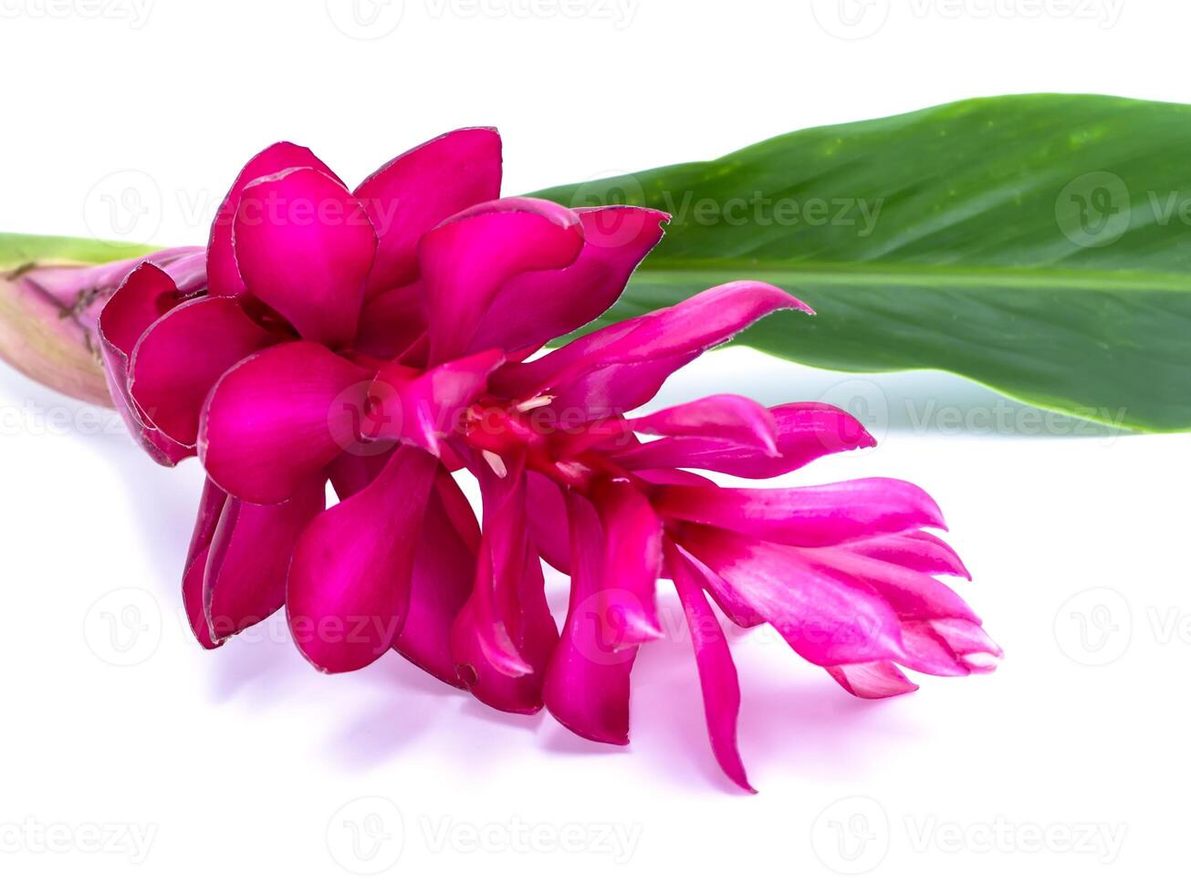 beautiful tropical red ginger flower photo