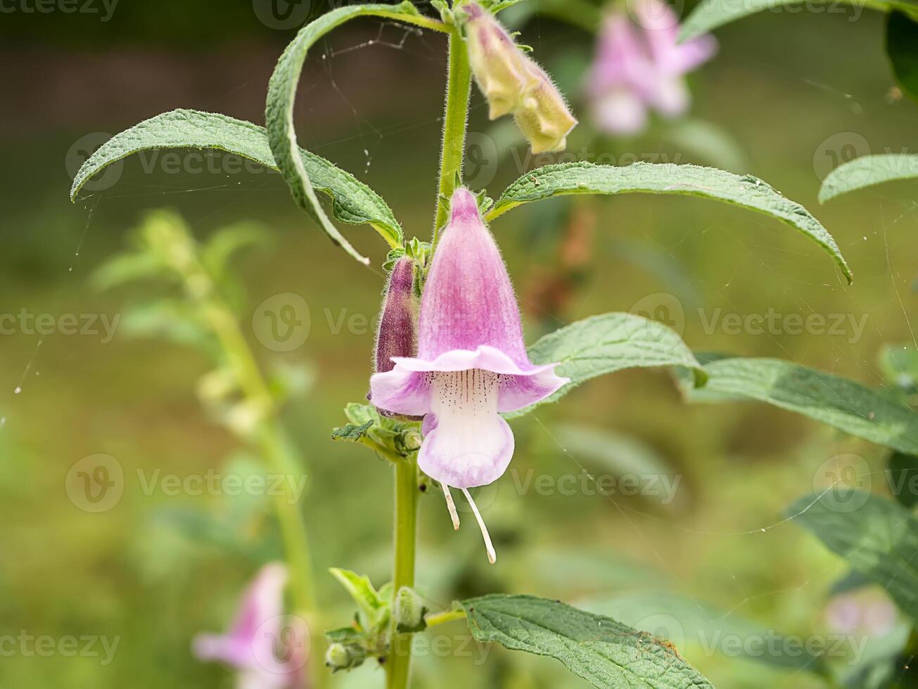 Sesame flower and seeds on tree. photo