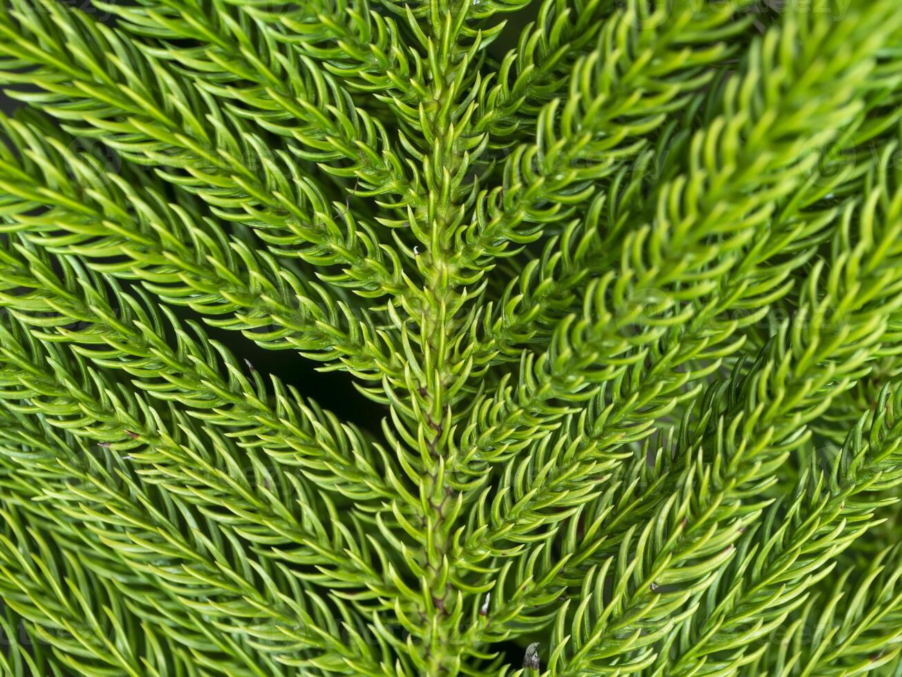 Close up of Norfolk Island Pine leaves background. photo
