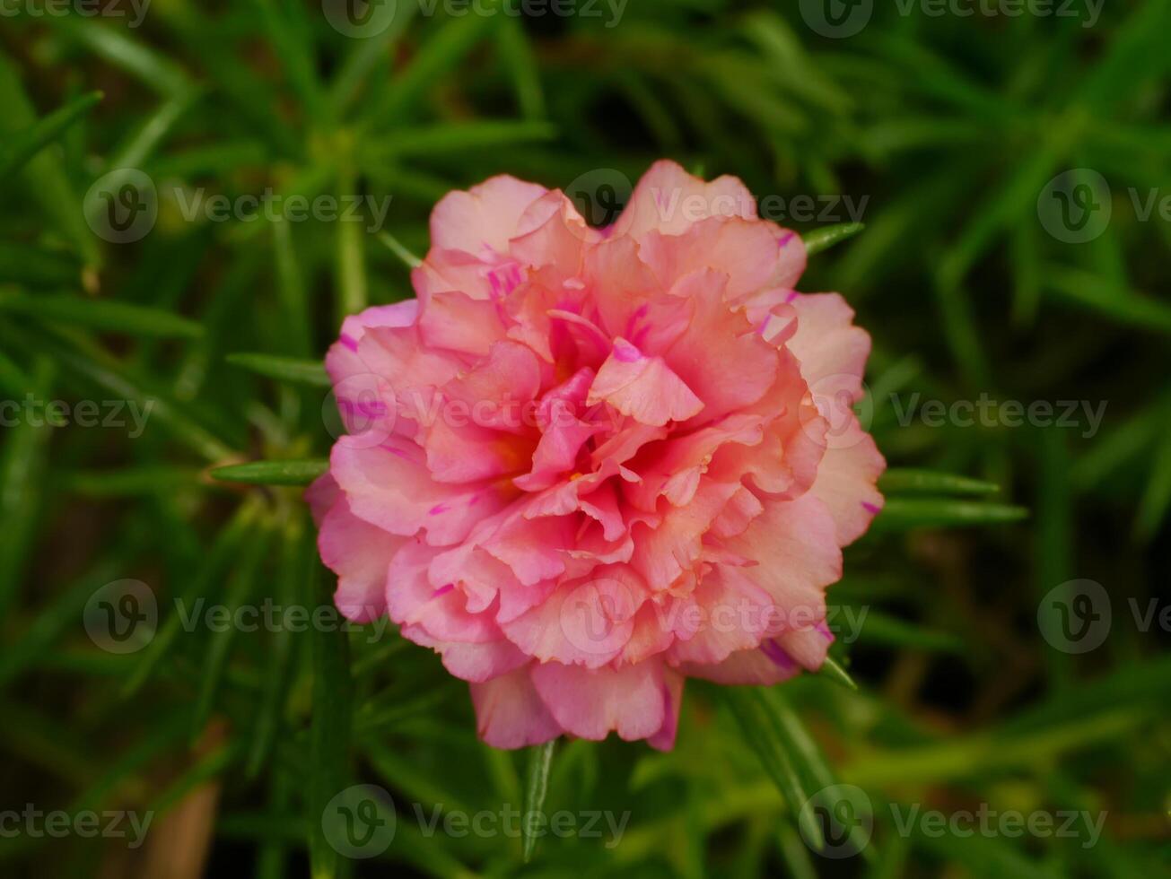 Close up Portulaca flower. photo