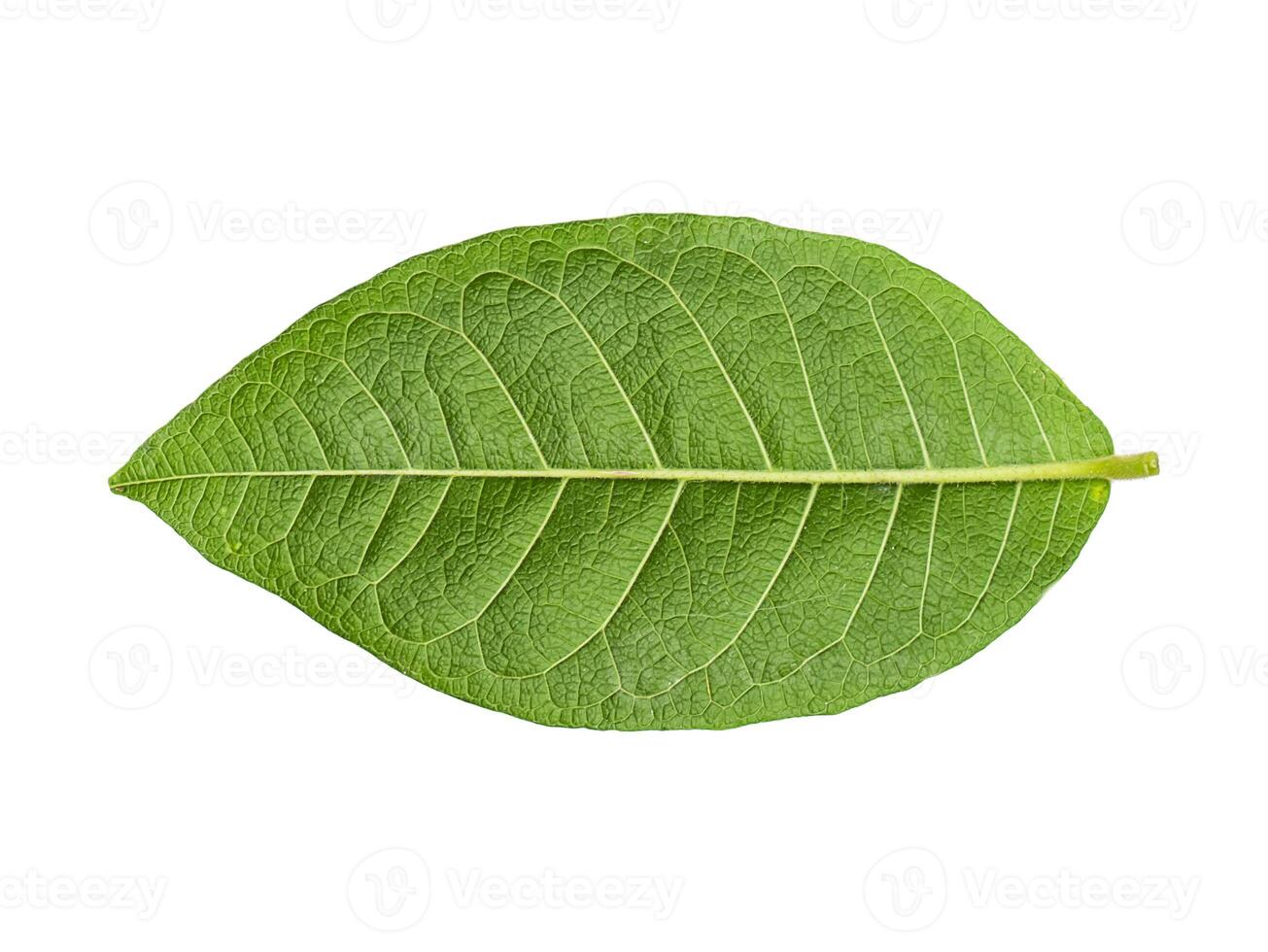 Close up green leaf on white background. photo