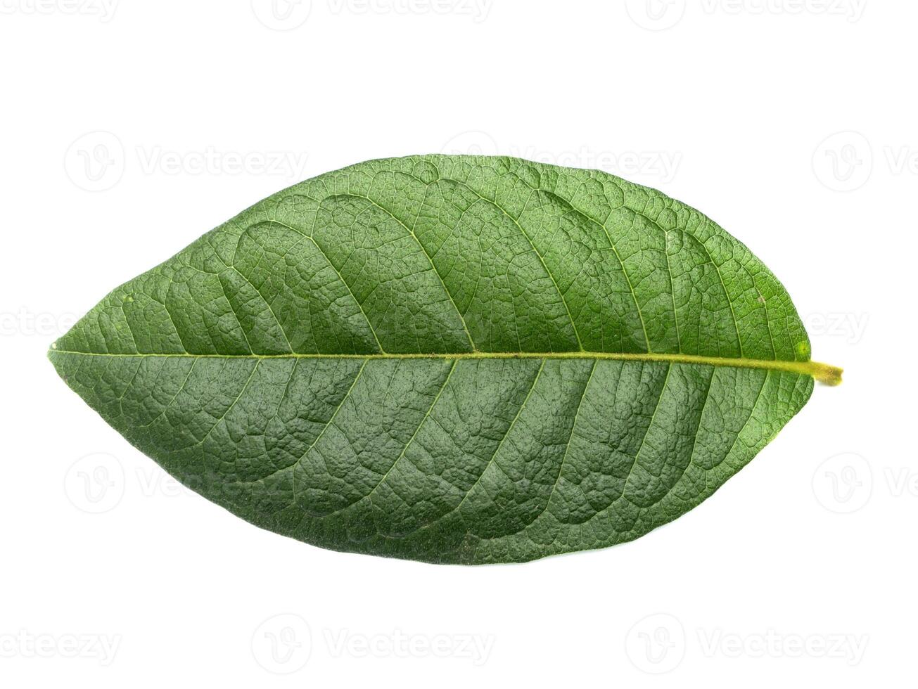 Close up green leaf on white background. photo