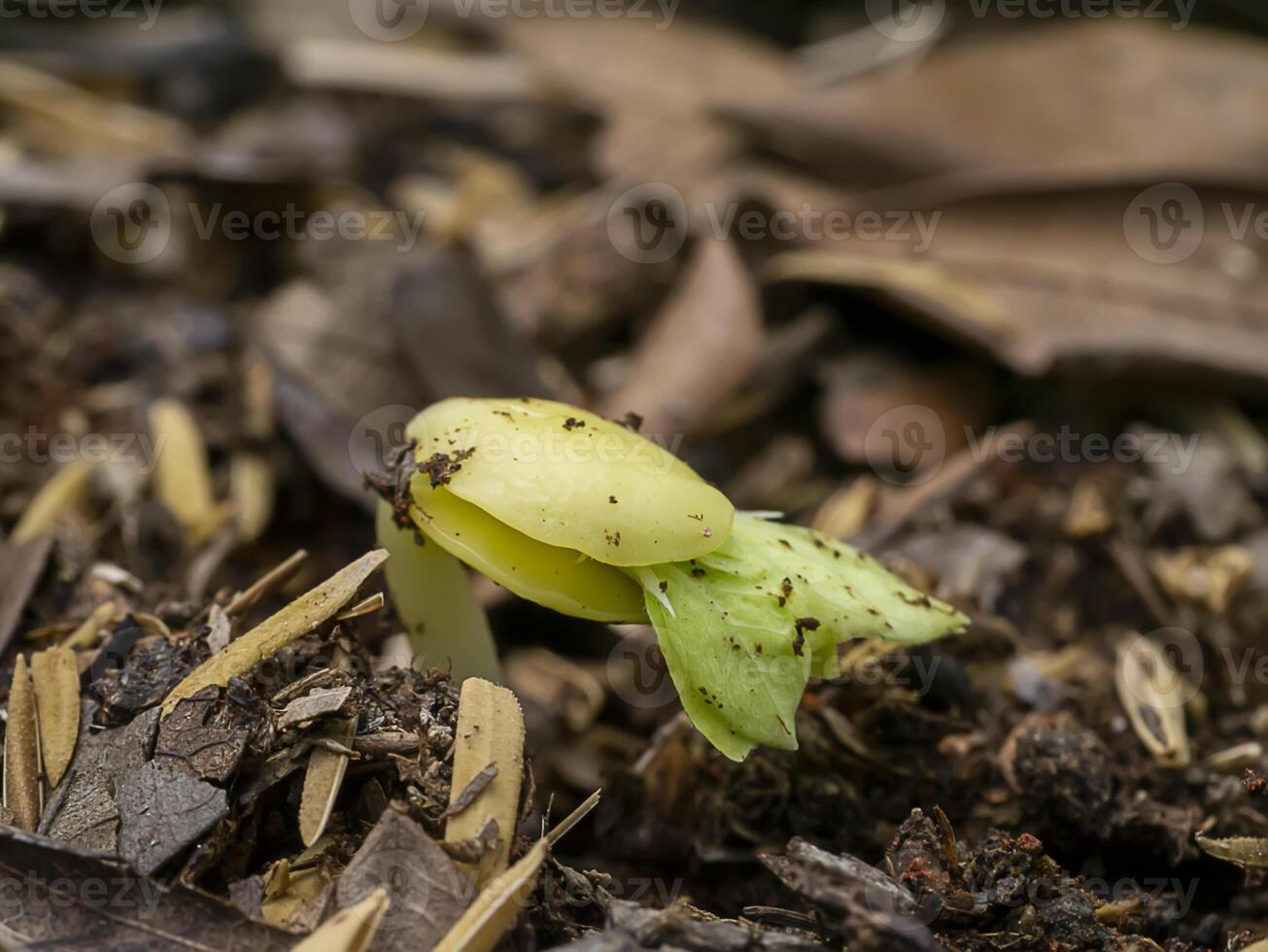 The growth of Rain tree photo