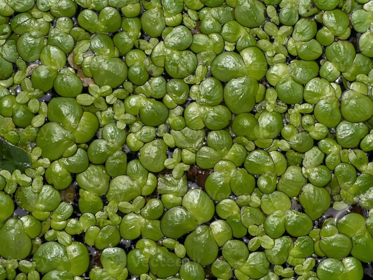 Close up of Lesser Duckweed leaves background. photo