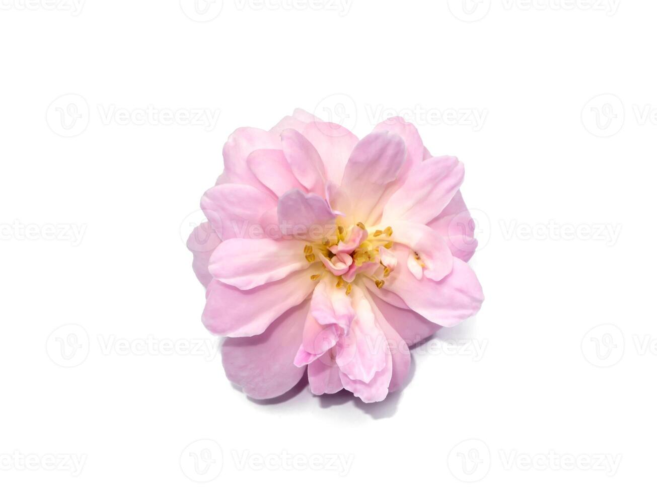 Pink of Damask Rose flower on white background. photo