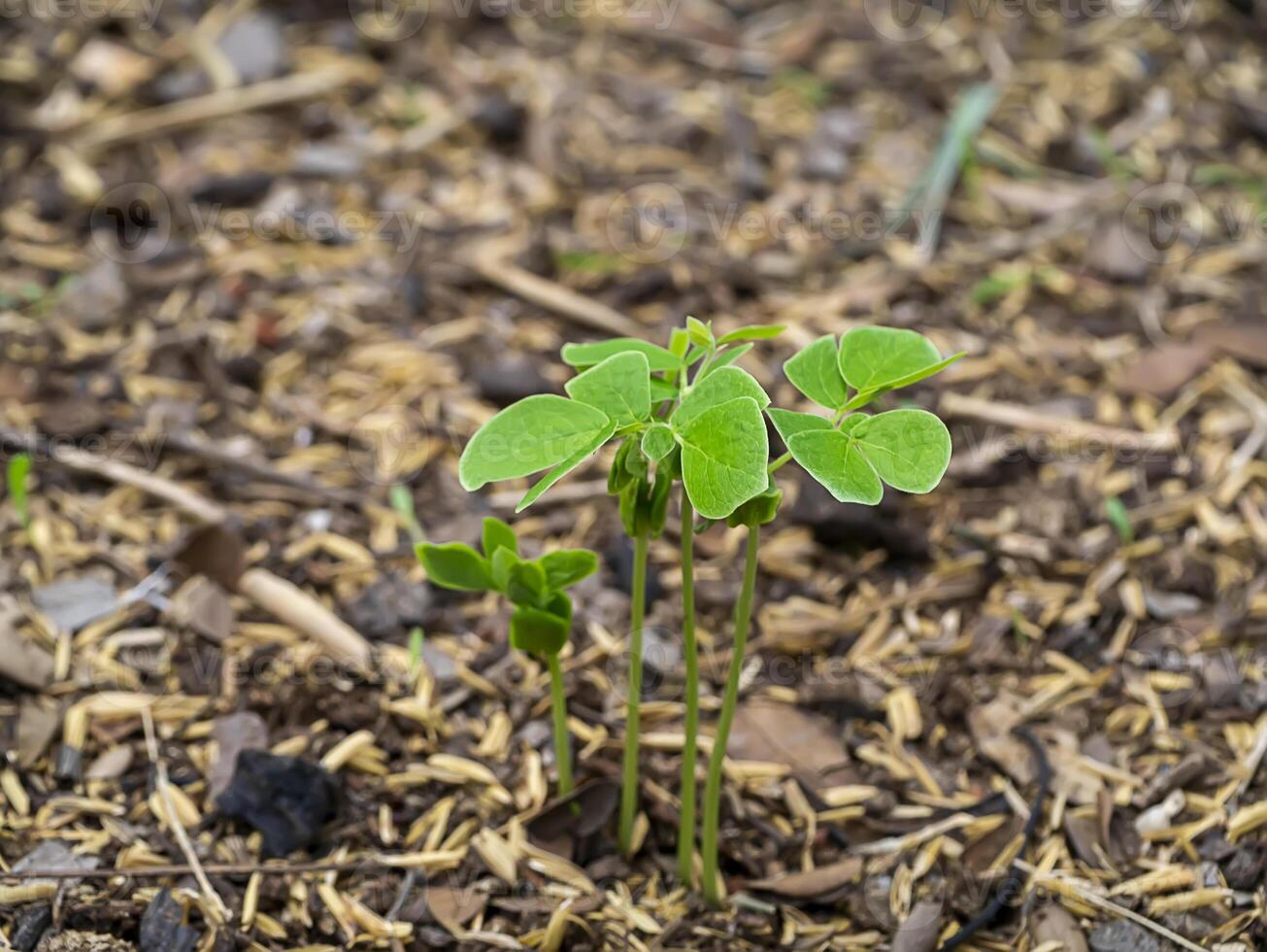 The growth of Rain tree photo