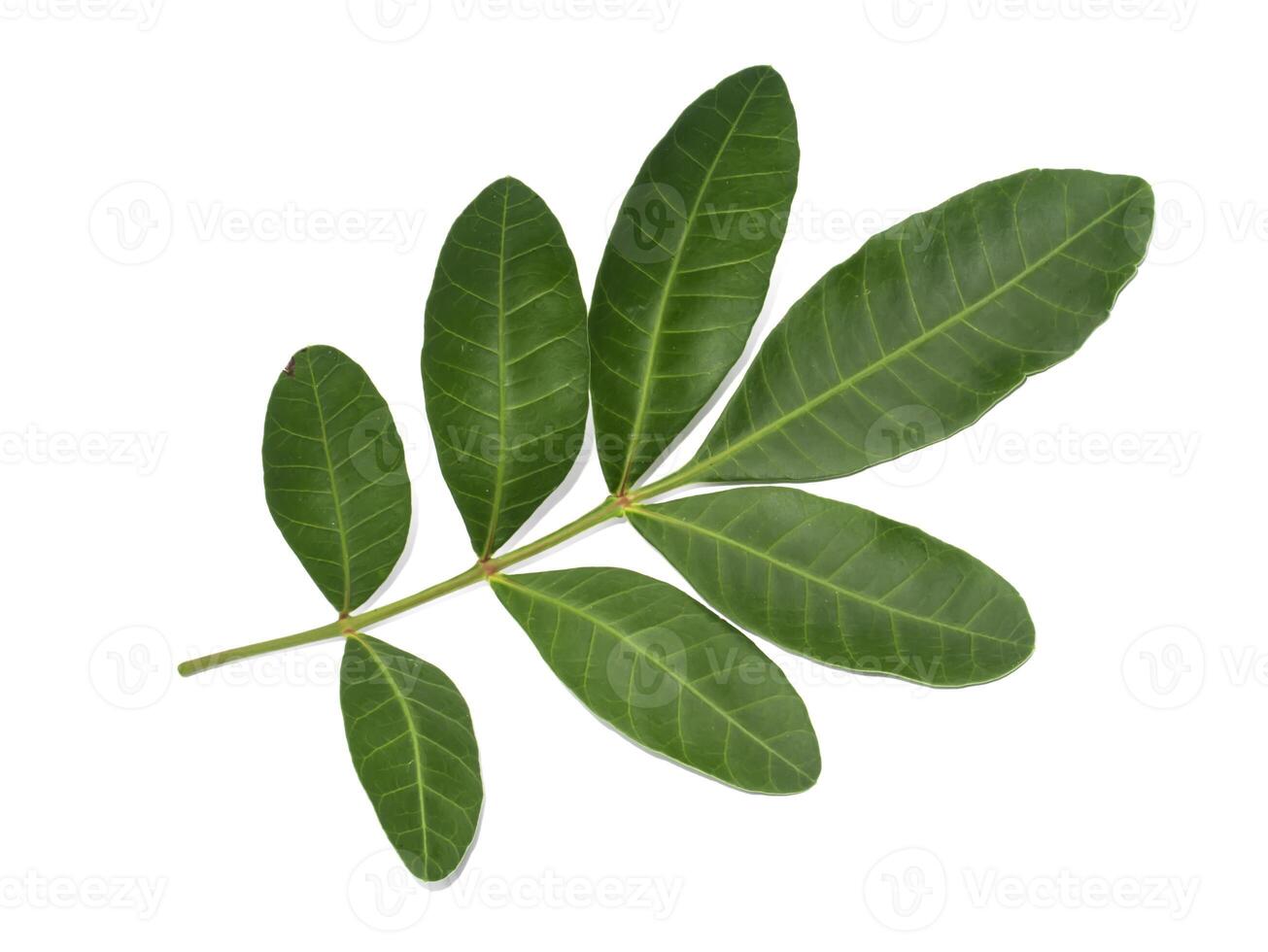 Close up of Brazilian Pepper-tree photo