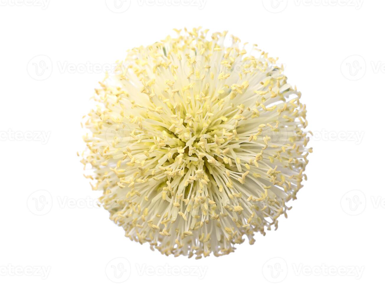 Close up of White popinac, Lead tree, Horse tamarind or Wild tamarind photo