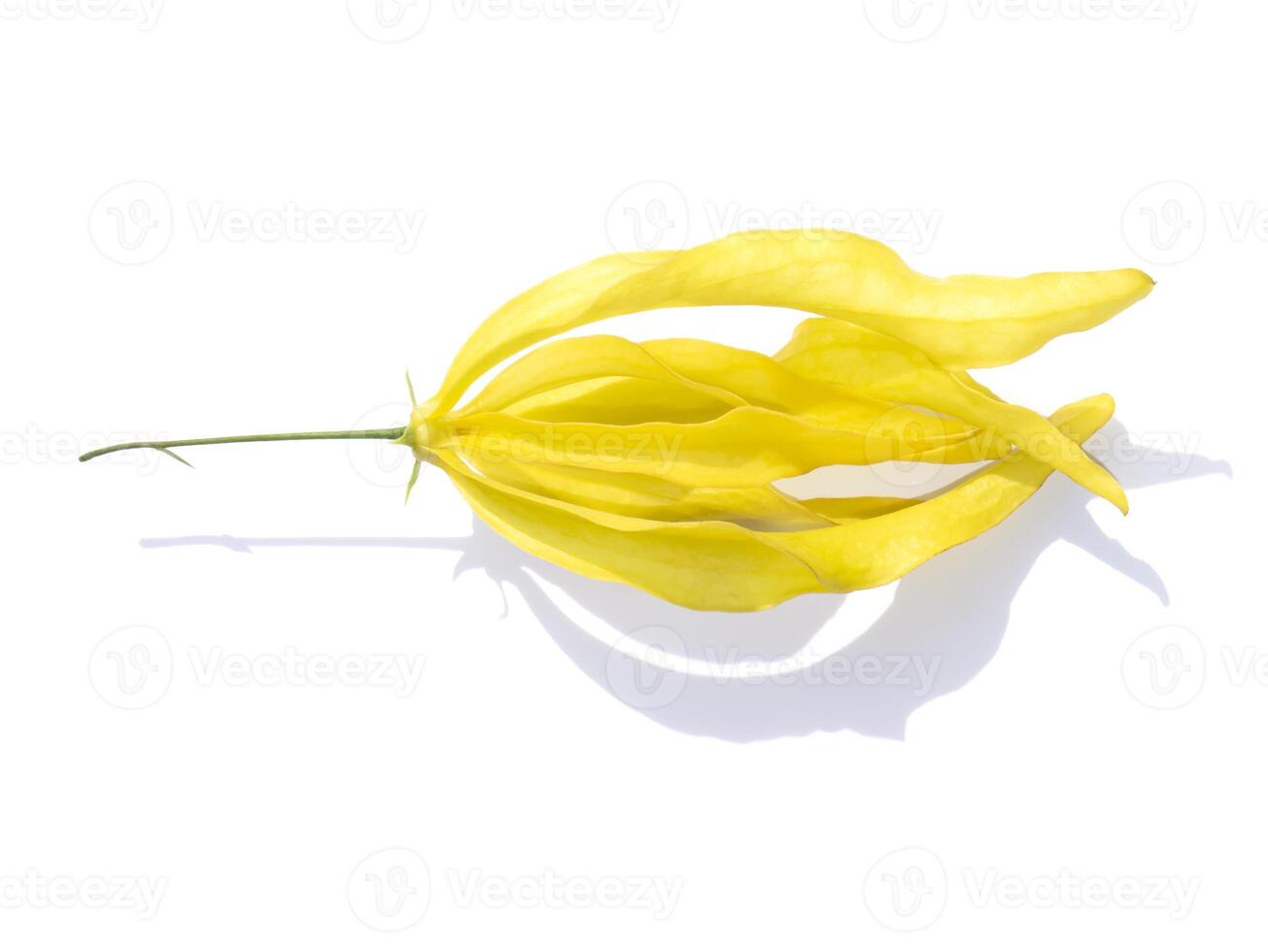 Chinese Desmos flower on white background. photo