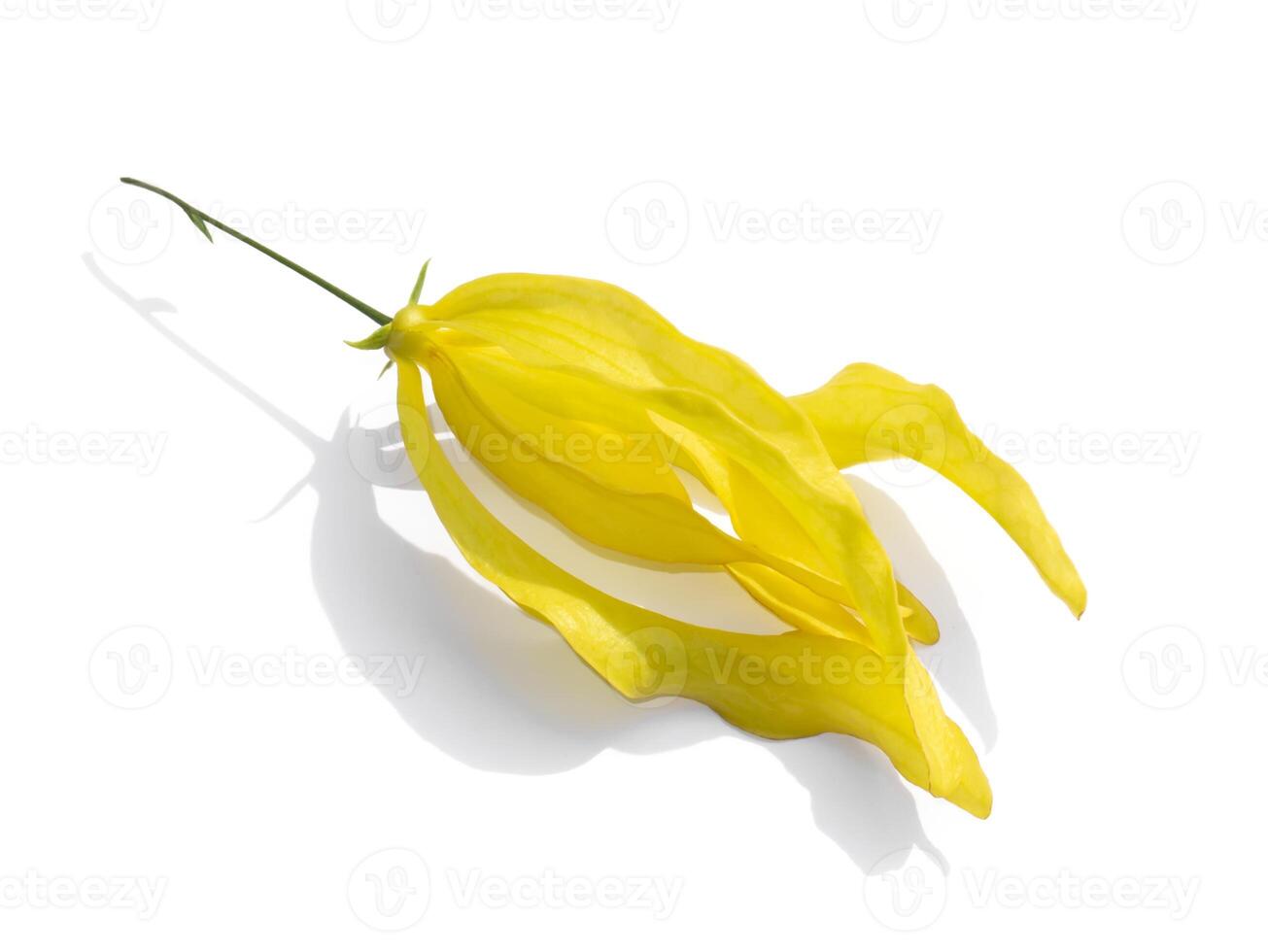 Chinese Desmos flower on white background. photo