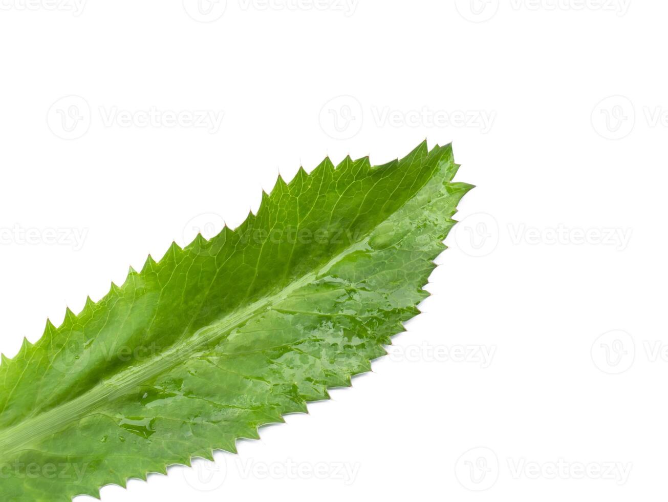 Close up Culantro leaf on white background photo
