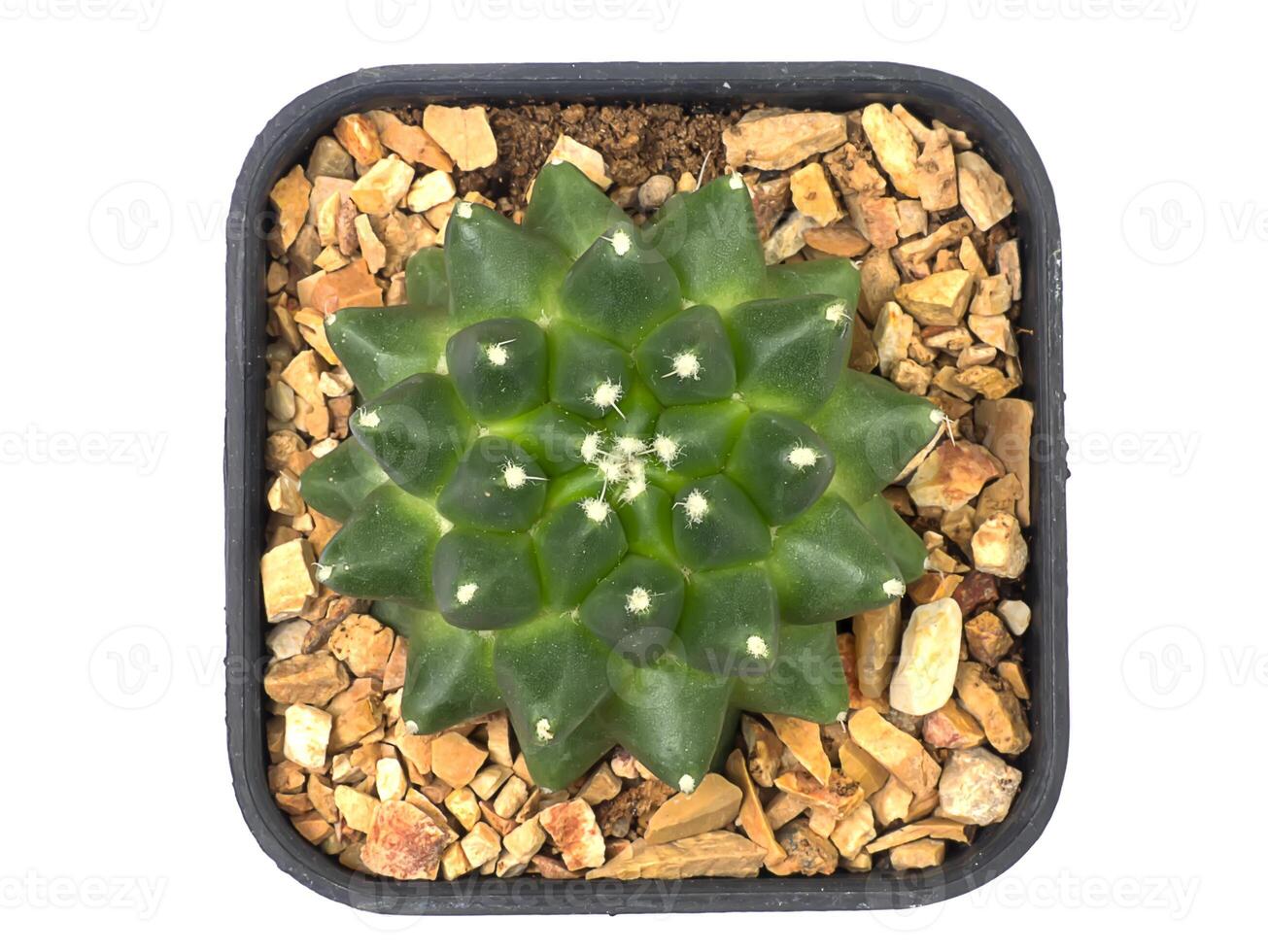 Close up top view of cactus plant on white background photo