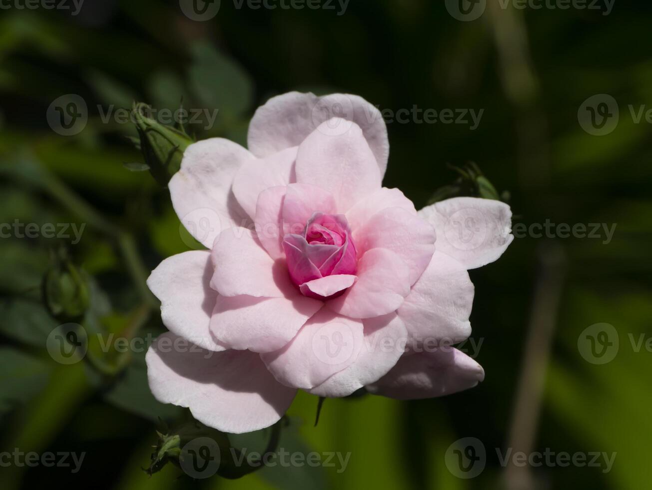 Close up pink of Damask Rose flower with green blur background. photo