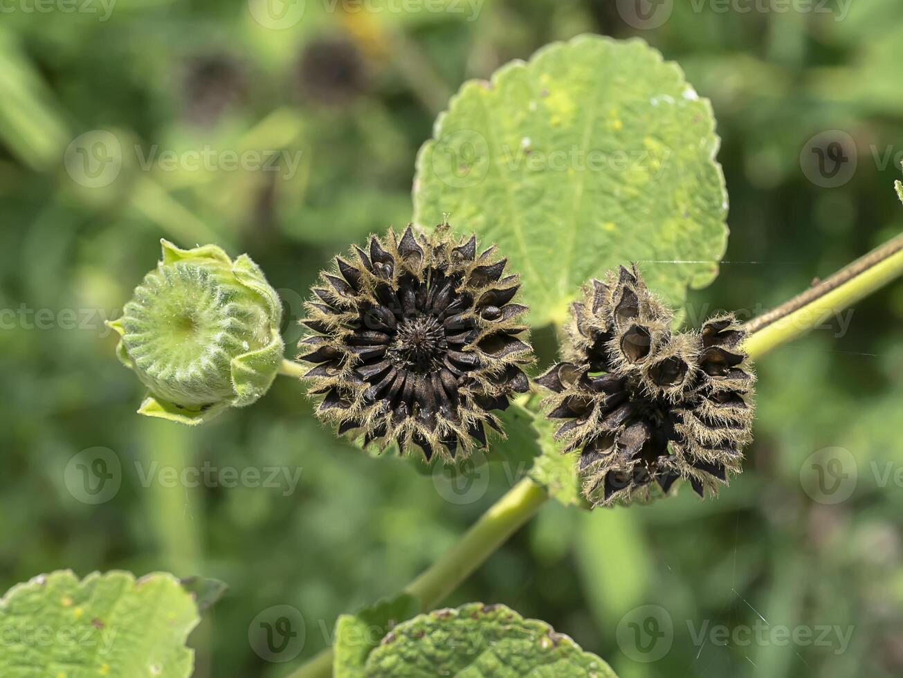 Close up seeds of Country mallow plant photo