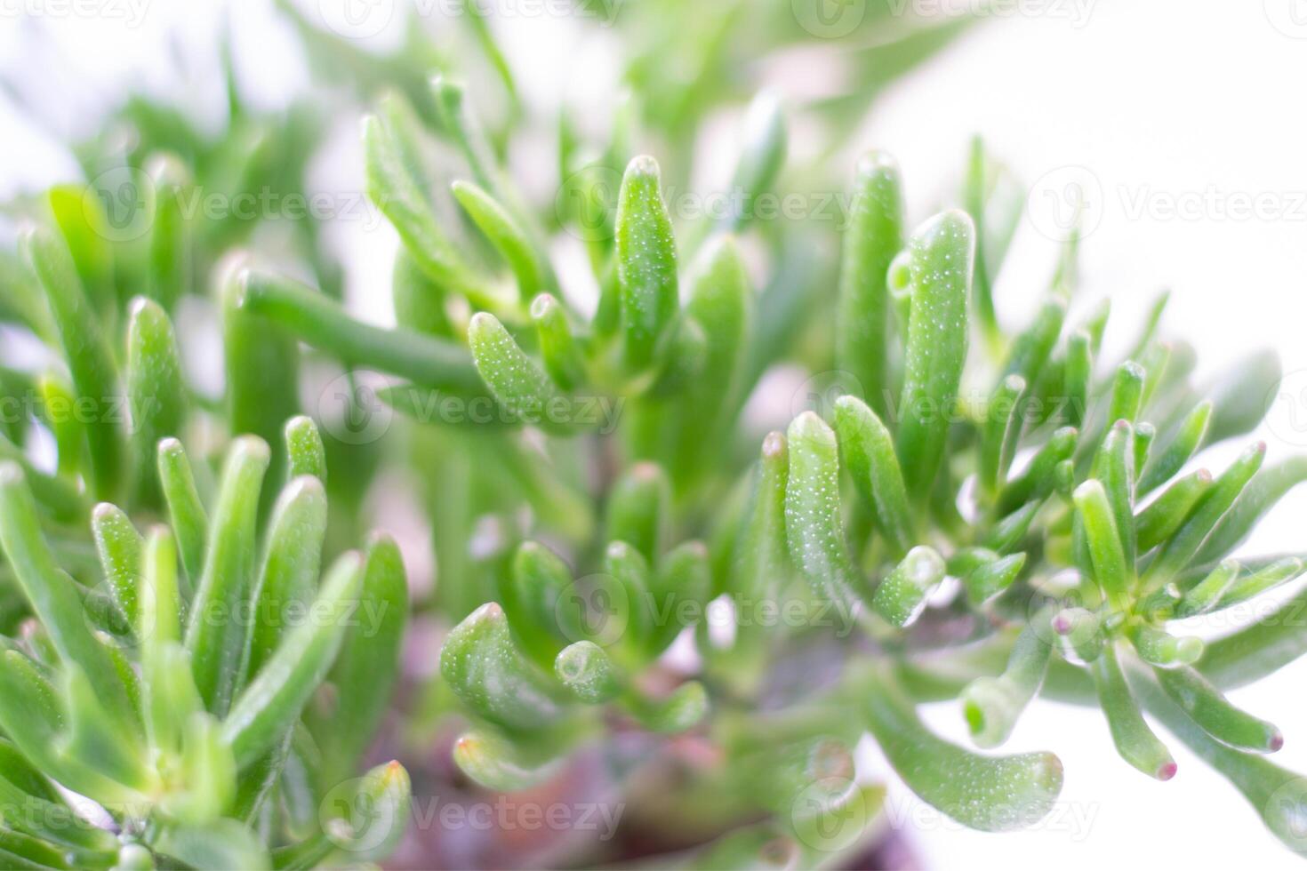 Crassula ovata, Crassula Hobbit, gollum succulent plant on white isolated background soft focus background photo