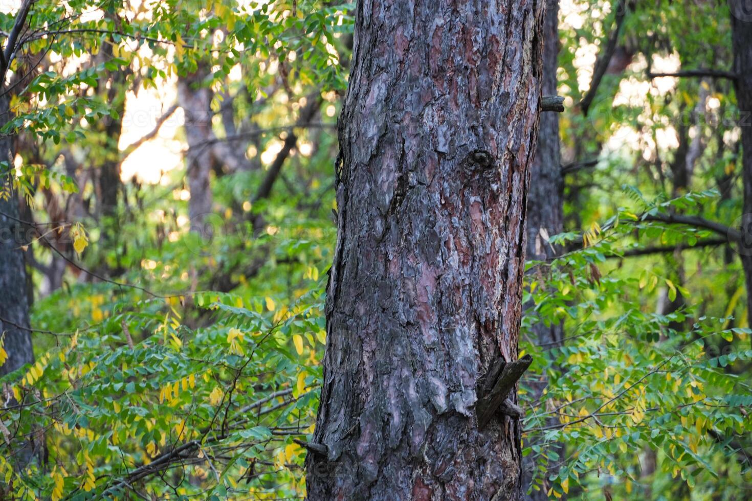 Pine tree trunk in the coniferous forest growing in countryside on a sunny summer day. Close up photo. Green grass background. photo