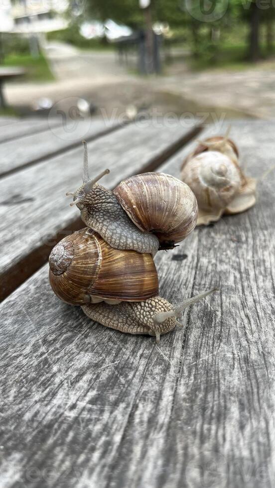 Live grape snails with shells on a wooden table photo