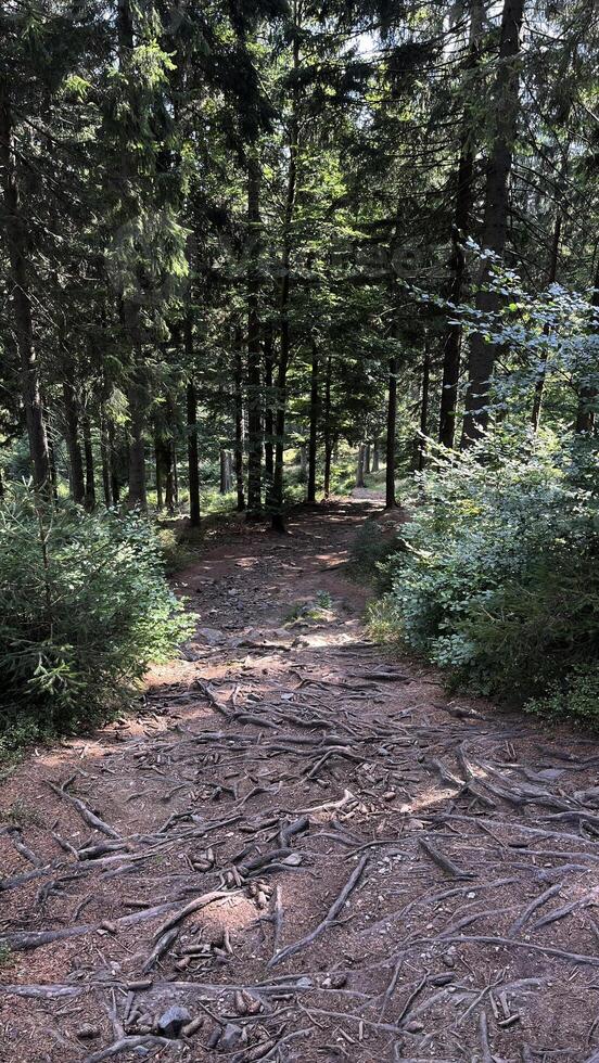 Hiking trail in the mountains of Poland goes through a pine forest. Eastern Sudetes Mountains photo