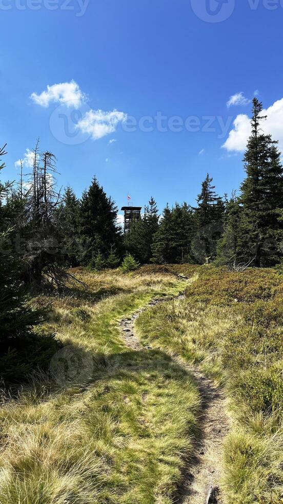 Wooden lookout tower on top of Czernica, Poland photo