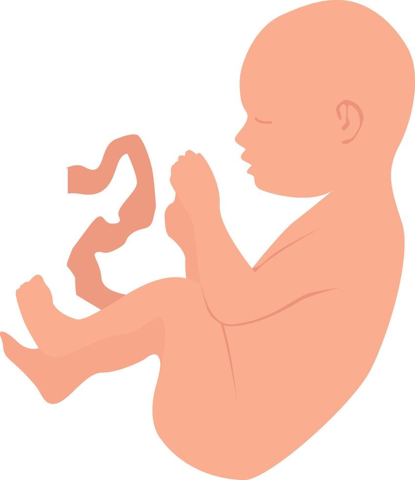 A baby in the state of an embryo with an umbilical cord. vector