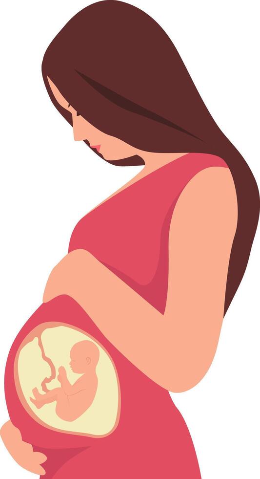 A pregnant woman touching her belly. A baby in the womb is in the fetal position with its head up. vector