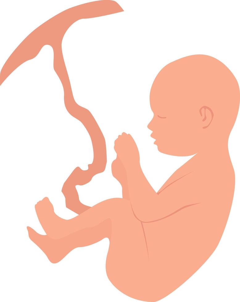 Baby in embryo position with umbilical cord . vector