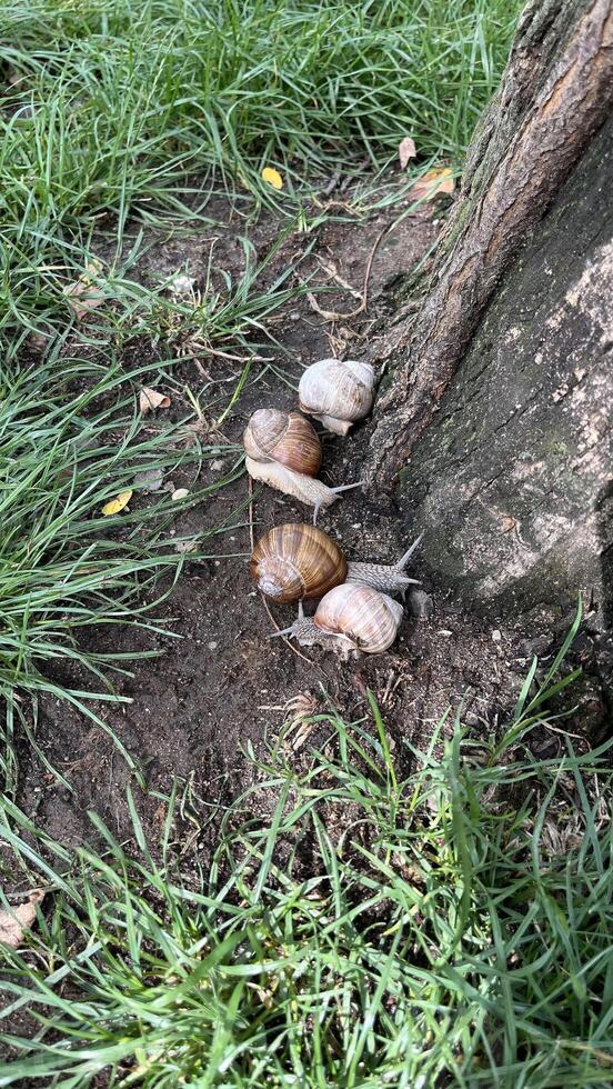 Live grape snails with shells on the ground near a tree trunk photo