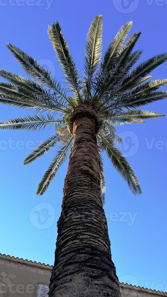 Palm tree, single tree, view from below photo