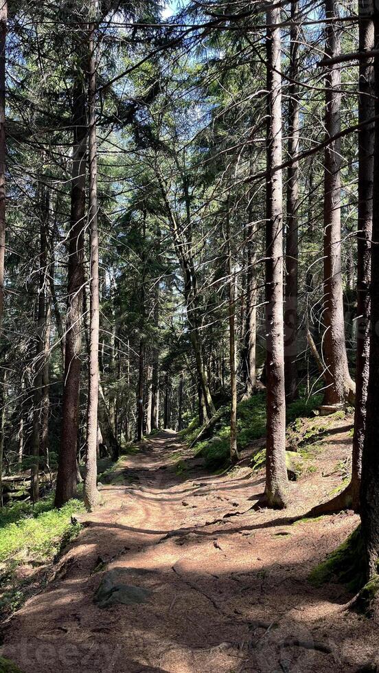 Hiking trail in the mountains of Poland goes through a pine forest. Eastern Sudetes Mountains photo