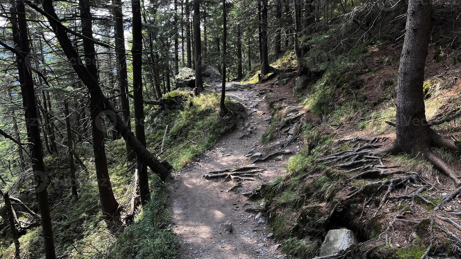 Hiking trail in the mountains of Poland goes through a pine forest. Eastern Sudetes Mountains photo