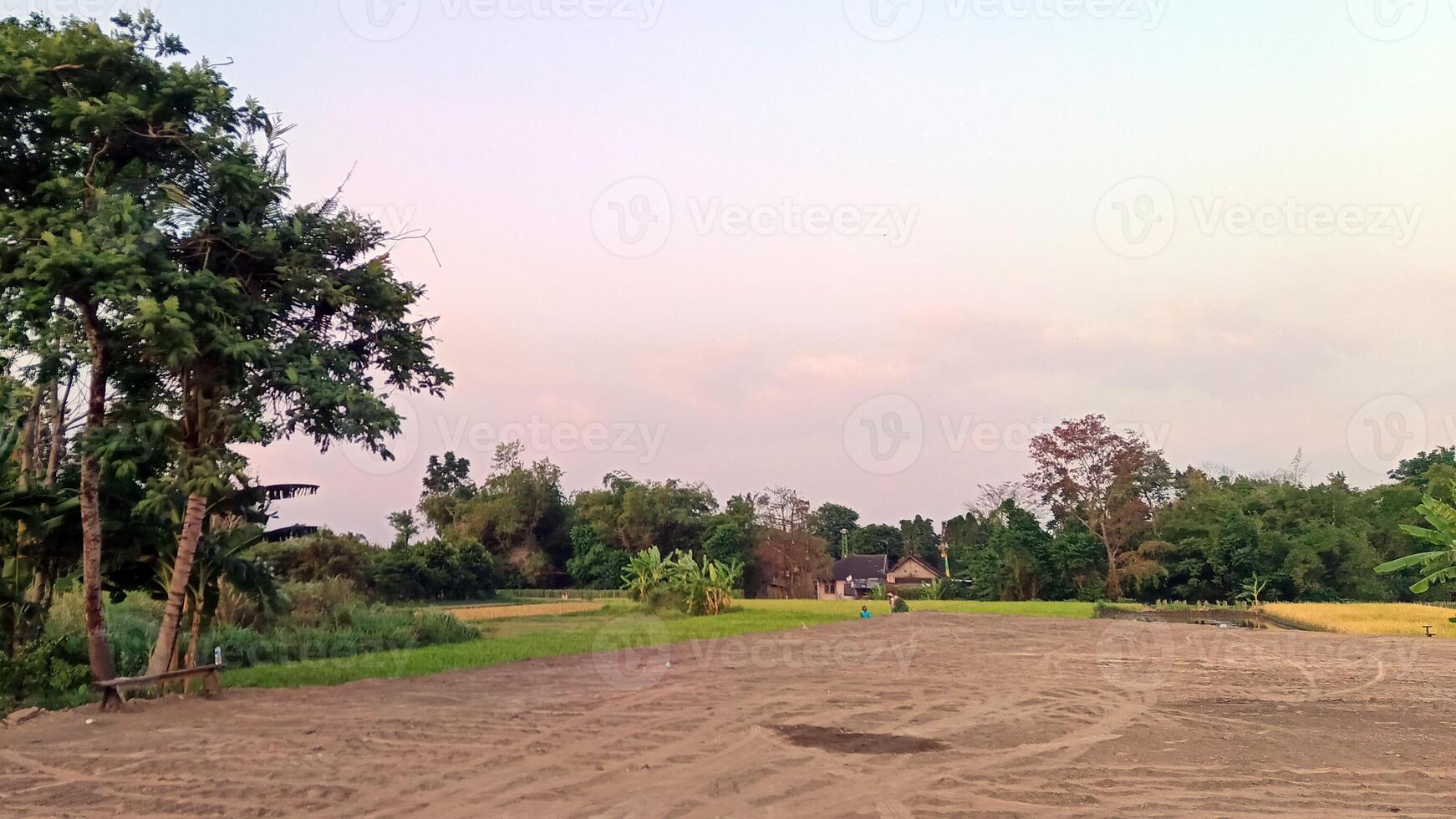 Field with sand and rice fields with trees photo